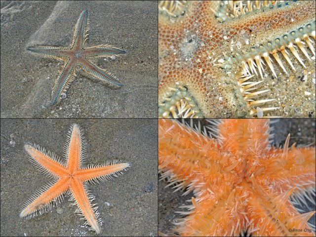 Asteroidea sp. "Sea star 18" • © Rene Ong • All Rights Reserved