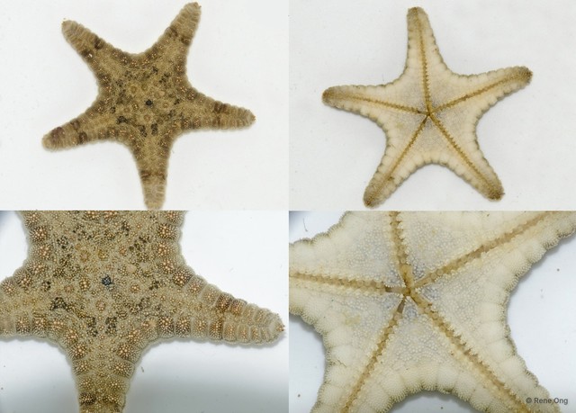 Asteroidea sp. "Sea star 3" • © Rene Ong • All Rights Reserved