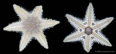 Asteroidea sp. "Sea star 4"