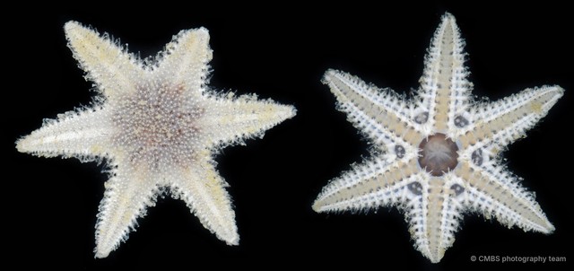 Asteroidea sp. "Sea star 4" • © CMBS photography team • All Rights Reserved