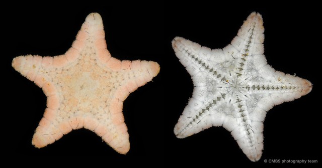 Asteroidea sp. "Sea star 5" • © CMBS photography team • All Rights Reserved