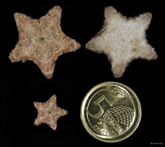 Asteroidea sp. "Sea star 6"