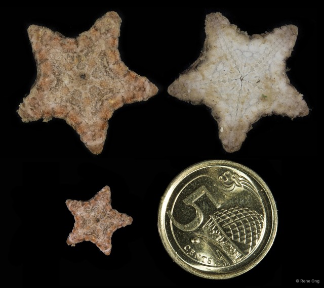 Asteroidea sp. "Sea star 6" • © Rene Ong • All Rights Reserved