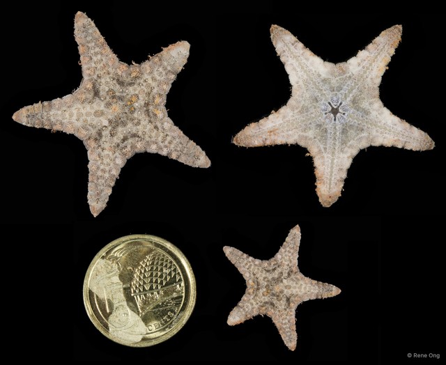 Asteroidea sp. "Sea star 7" • © Rene Ong • All Rights Reserved
