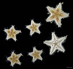 Asteroidea sp. "Sea star 9"