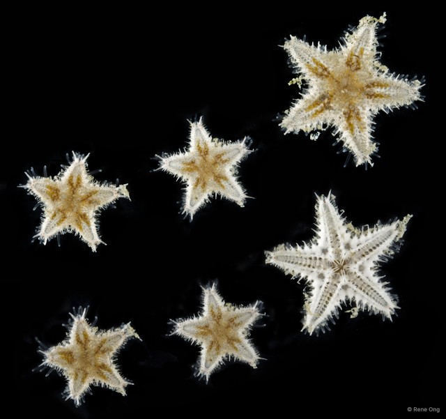 Asteroidea sp. "Sea star 9" • © Rene Ong • All Rights Reserved