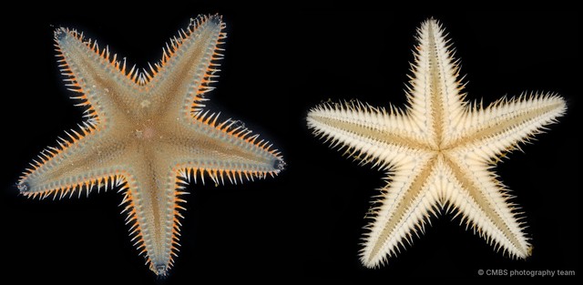 Astropecten sp. "1" • © CMBS photography team • All Rights Reserved