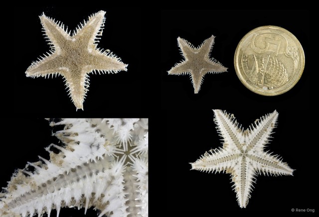 Astropecten sp. "2" • © Rene Ong • All Rights Reserved