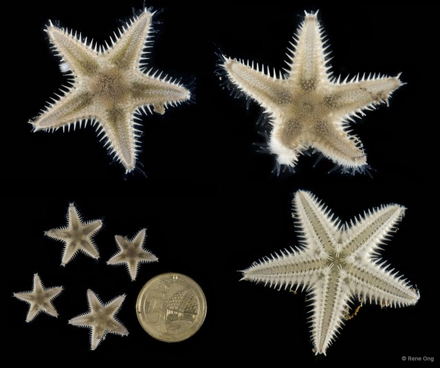 Astropecten sp. "3" • © Rene Ong • All Rights Reserved