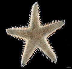 Astropecten sp. "4"