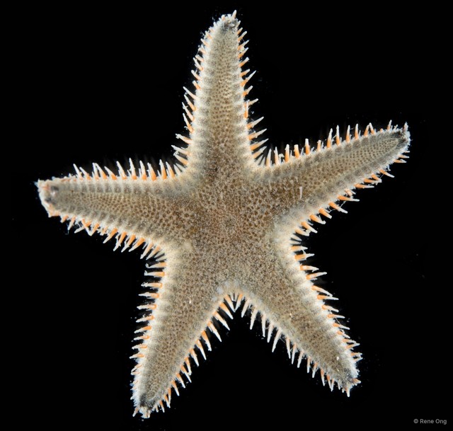 Astropecten sp. "4" • © Rene Ong • All Rights Reserved
