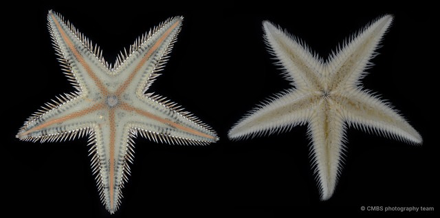 Astropecten sp. "5" • © CMBS photography team • All Rights Reserved