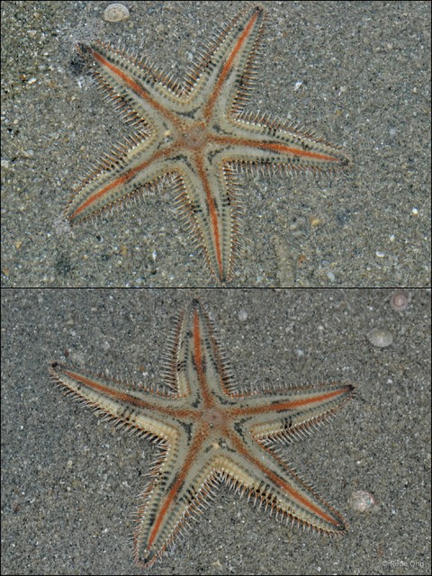 Astropecten sp. "576d5a7a" • © Rene Ong • All Rights Reserved
