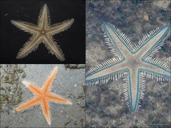 Astropecten sp. "aadf7552"