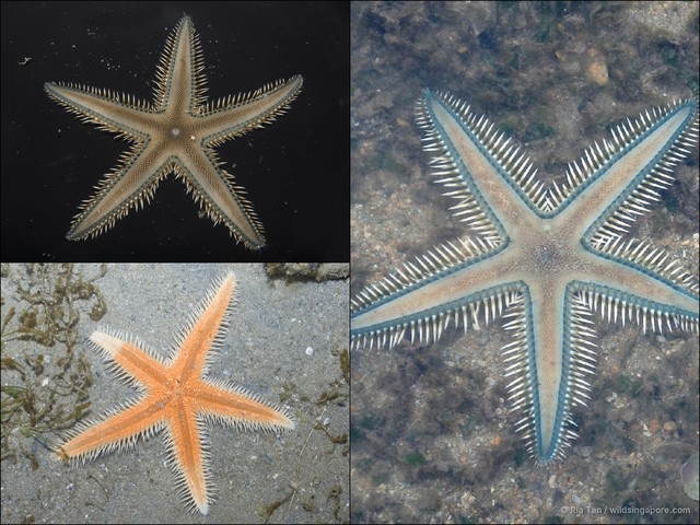Astropecten sp. "aadf7552" • © Ria Tan • All Rights Reserved