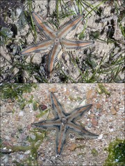 Astropecten sp. "aadf7555" • © Ria Tan • All Rights Reserved