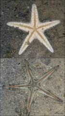 Astropecten sp. "aadf7555" • © Rene Ong • All Rights Reserved