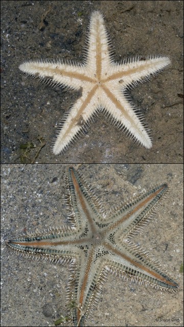 Astropecten sp. "aadf7555"
