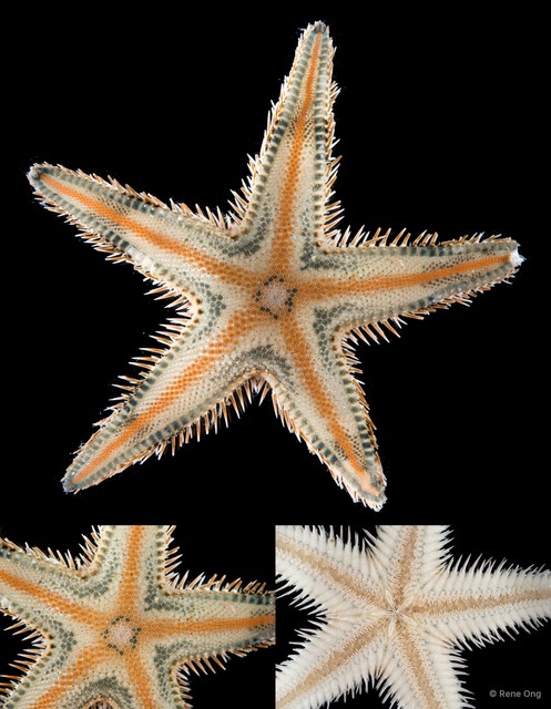 Astropecten sp. "cf. indicus" • © Rene Ong • All Rights Reserved