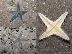 Astropecten indicus