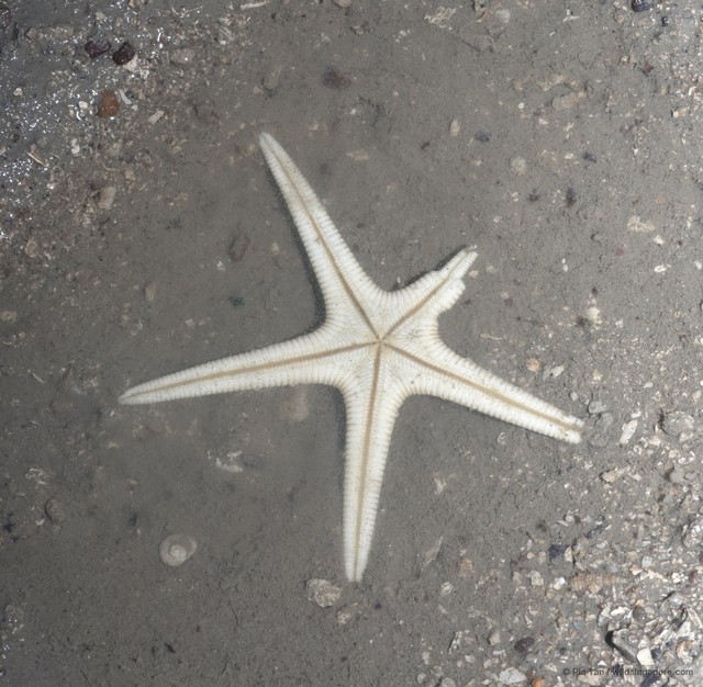 Craspidaster hesperus