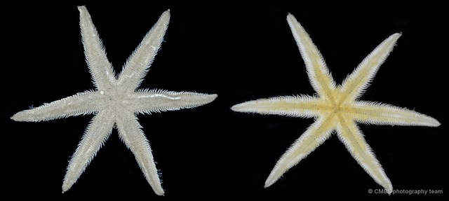 Luidia sp. "4" • © CMBS photography team • All Rights Reserved