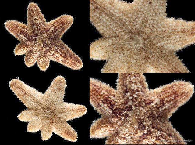 Luidia sp. "5" • © CMBS photography team • All Rights Reserved