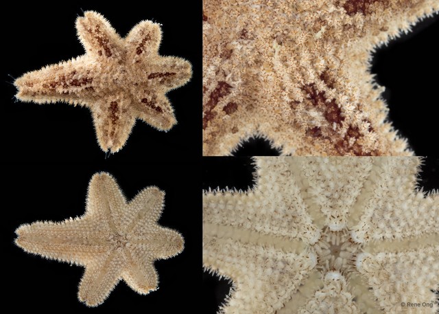 Luidia sp. "6" • © Rene Ong • All Rights Reserved