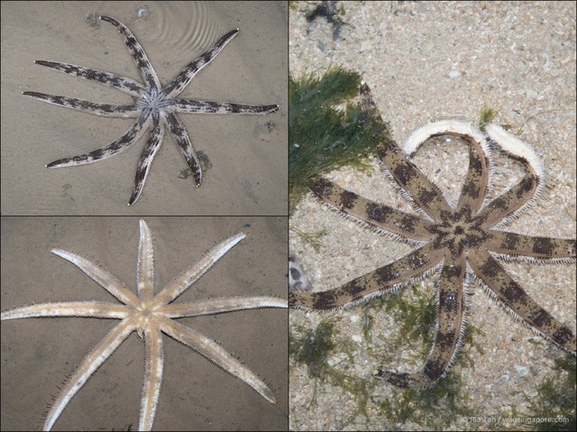 Luidia maculata