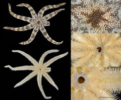 Luidia maculata • © CMBS photography team • All Rights Reserved