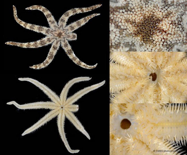 Luidia maculata • © CMBS photography team • All Rights Reserved
