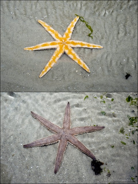 Luidia penangensis • © Ria Tan • All Rights Reserved