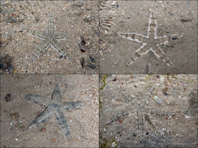 Archaster typicus