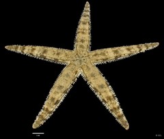 Archaster typicus • © REL • All Rights Reserved