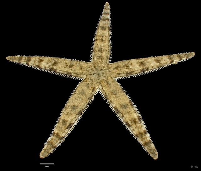 Archaster typicus