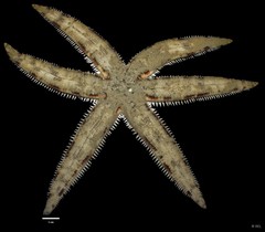 Archaster typicus • © REL • All Rights Reserved