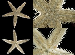 Archaster typicus • © CMBS photography team • All Rights Reserved