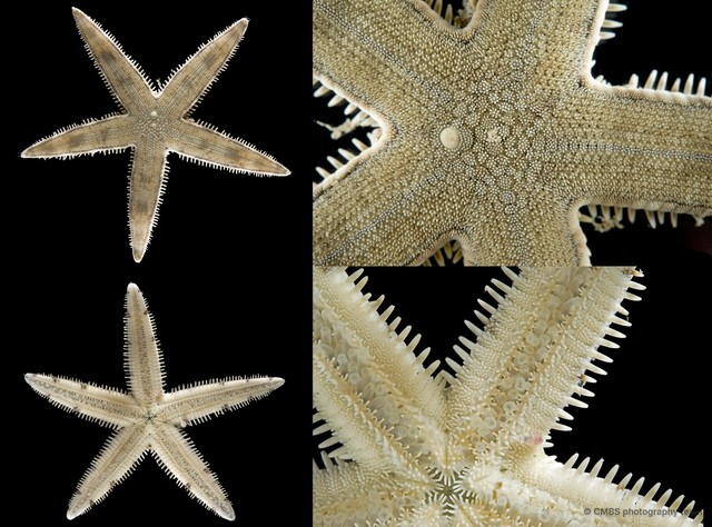 Archaster typicus • © CMBS photography team • All Rights Reserved