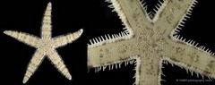 Archaster typicus • © CMBS photography team • All Rights Reserved