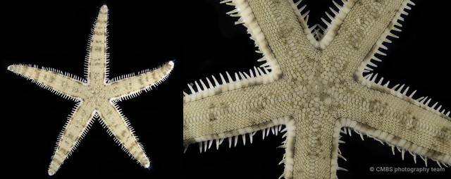 Archaster typicus