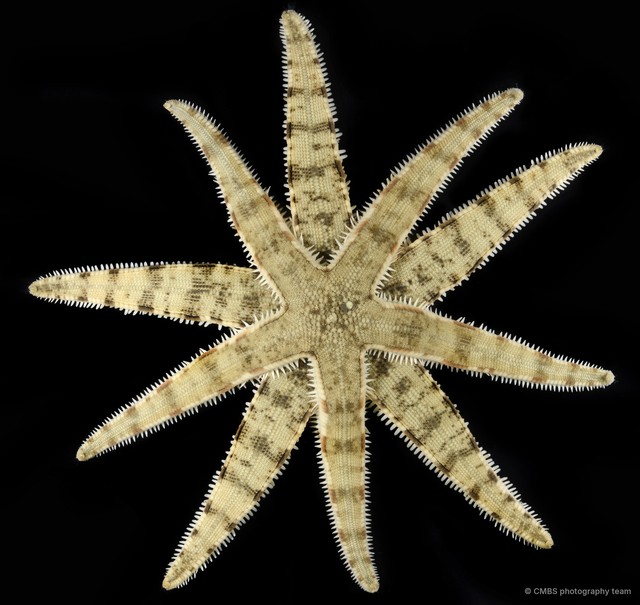 Archaster typicus