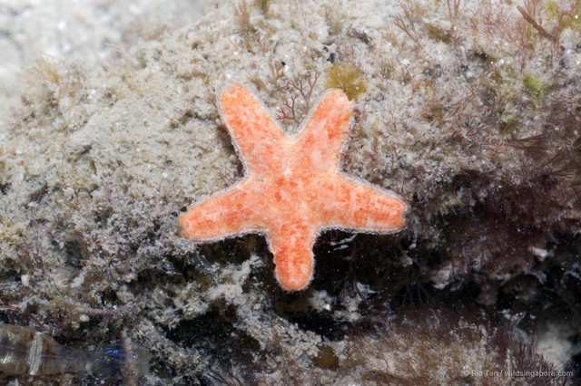 Aquilonastra anomala • © Ria Tan • All Rights Reserved
