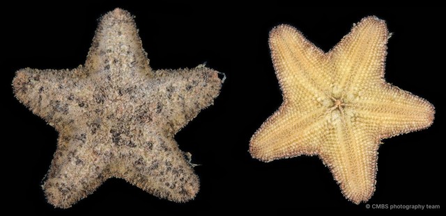 Asterina sp. "1" • © CMBS photography team • All Rights Reserved