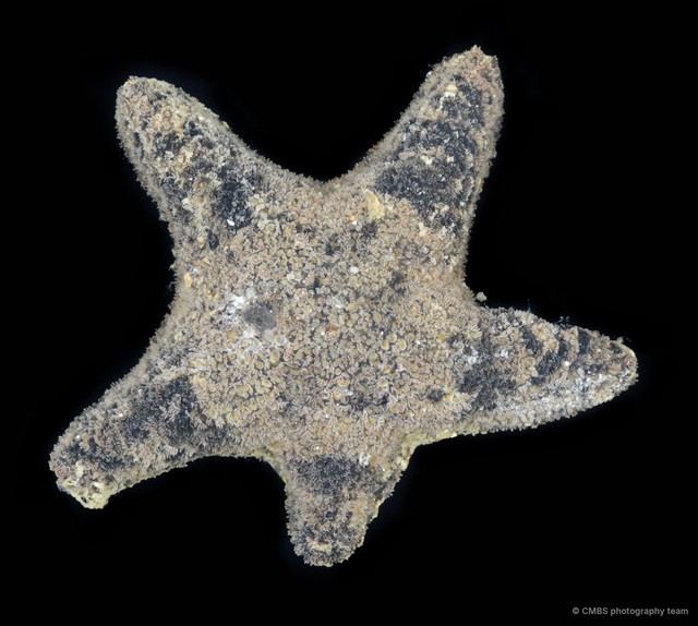 Asterina sp. "2" • © CMBS photography team • All Rights Reserved