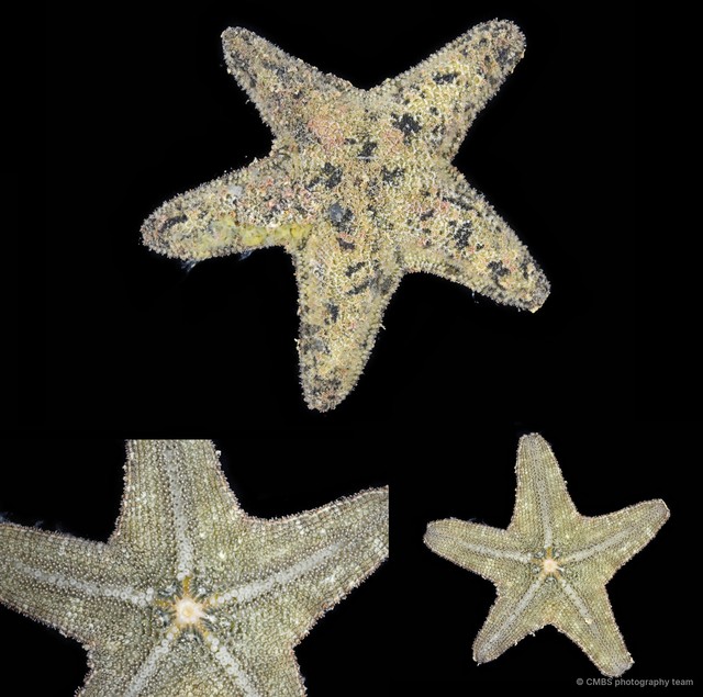Asterina sp. "3" • © CMBS photography team • All Rights Reserved