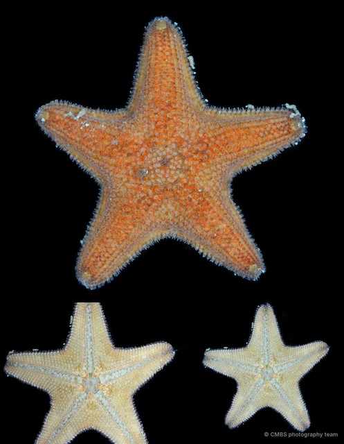 Asterina sp. "4" • © CMBS photography team • All Rights Reserved
