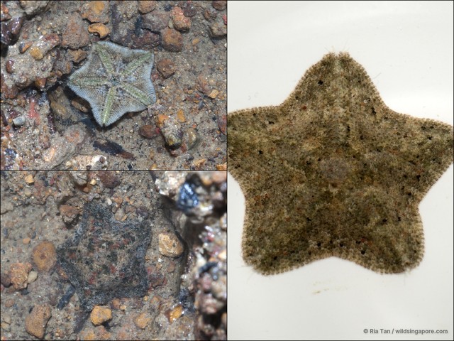 Cryptasterina sp. "aadf7549" • © Ria Tan • All Rights Reserved
