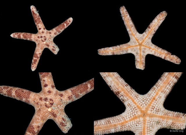 Nepanthia maculata