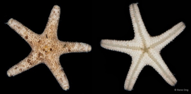 Nepanthia maculata