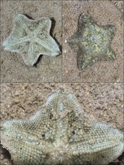 Patiriella sp. "cf. pseudoexigua"